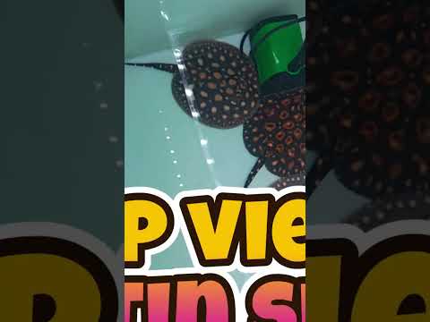 Hybrid Black Diamond Stingrays