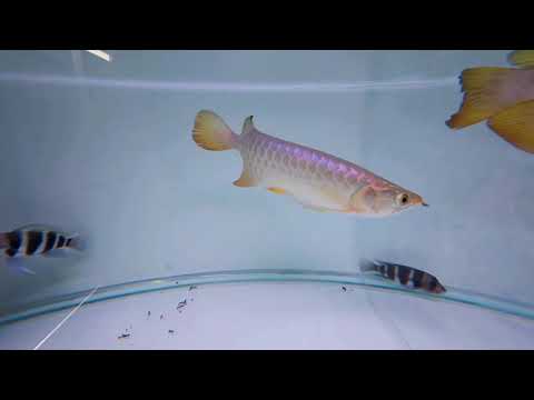 Bluebase Golden Crossback