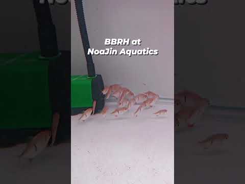 Black Barred Red Hook