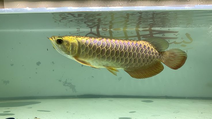 Bluebase Golden Crossback