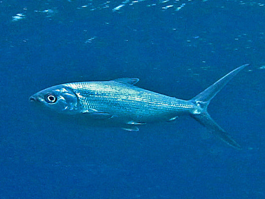 Bangus (Test Product)