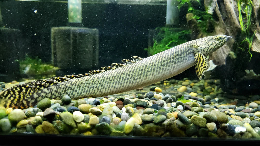 Ornate Bichir