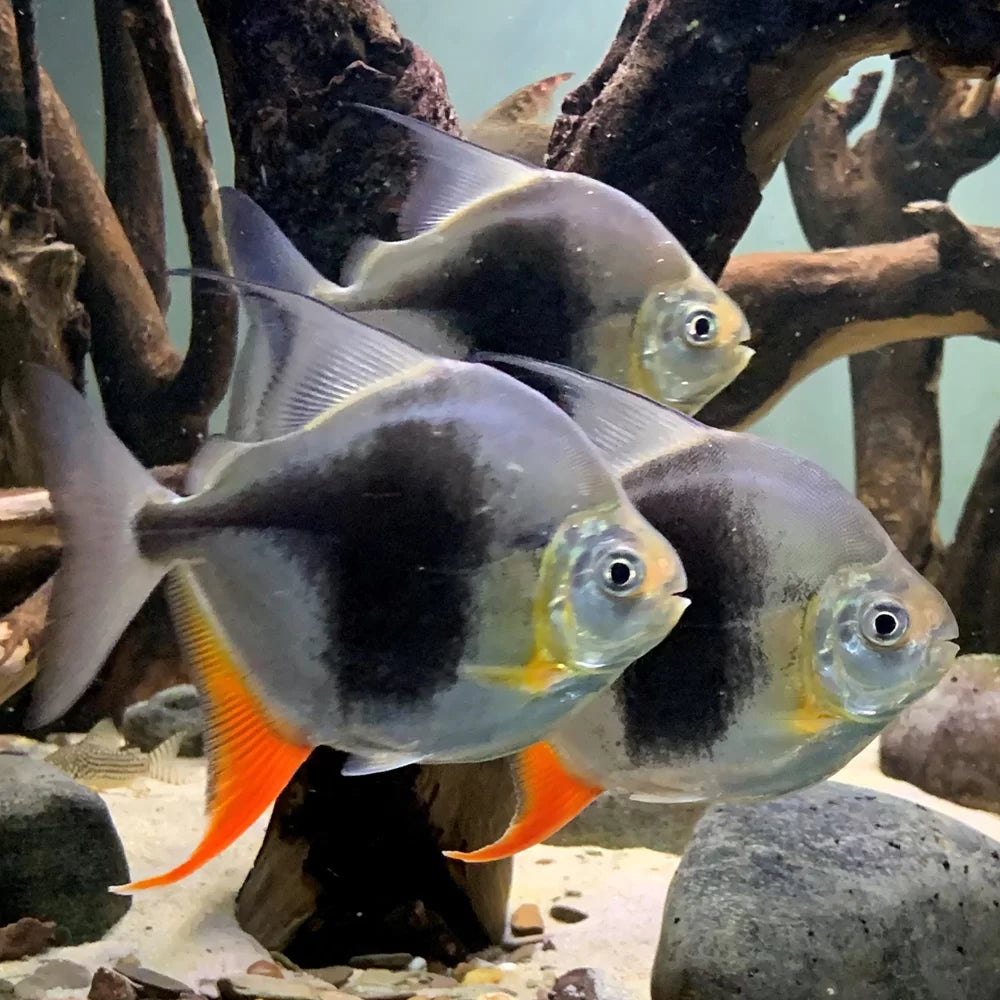 Black Barred Red Hook