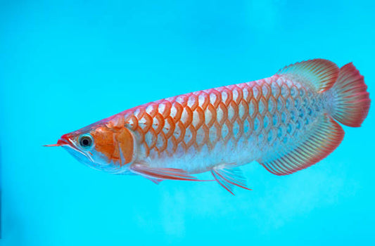 Red Tail Golden Arowana