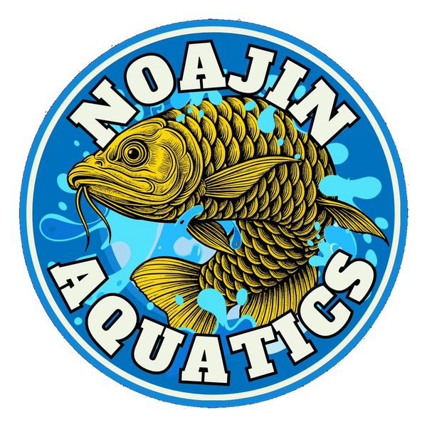 NoaJin Aquatics