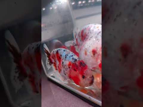 Calico Ranchu