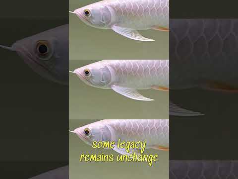 Red Tail Golden Arowana