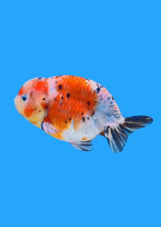 Calico Ranchu
